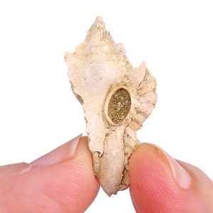 Pterynotus veraniy
