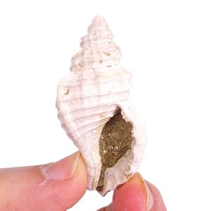 Cymatium parthenopaeum