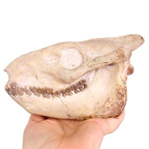 Merycoidodon culbertsoni