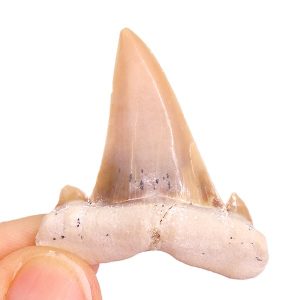 Tethylamna twiggsensis
