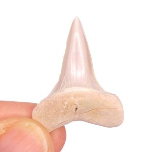 Macrorhizodus praecursor