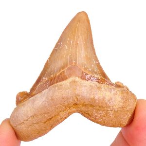 Otodus sokolovi
