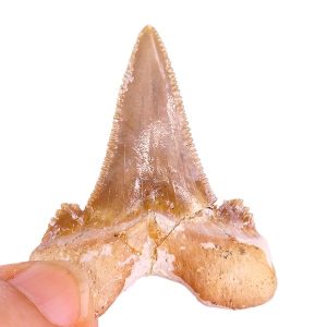 Otodus (Carcharocles) sp.