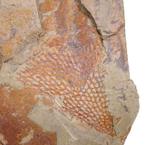 Araneograptus murrayi