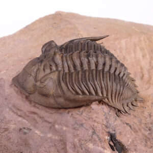Metacanthina issoumourensis
