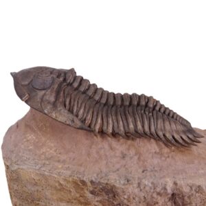 Metacanthina issoumourensis