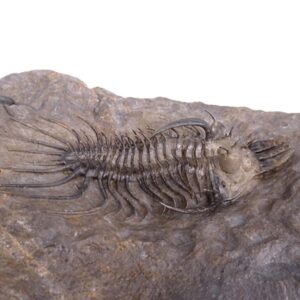 Quadrops flexuosa