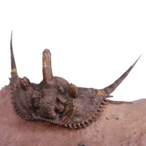 Kettneraspis prescheri