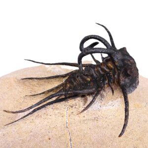 Dicranurus monstrosus
