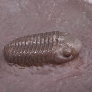 Eocryphops sp. VENDIDO