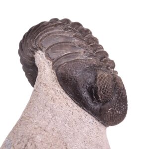 Pedinopariops (Hypsipariops) vagabundus