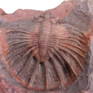 Acanthopyge sp.