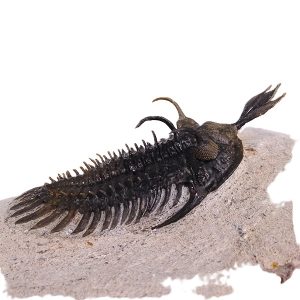 Walliserops lindoei