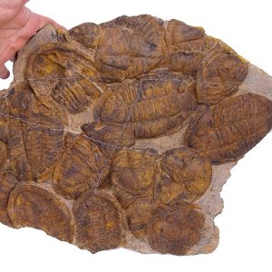 Asaphellus fezouataensis