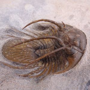 Kolihapeltis chlupaci hollardi