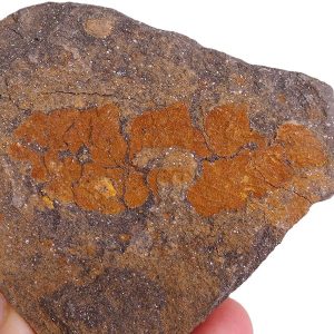 Plumulites tafennaensis
