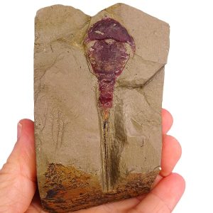 Xiphosura