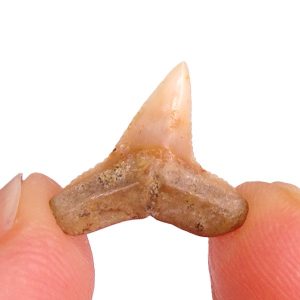 Carcharhinus sp.