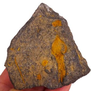 Cardiocystites bohemicus