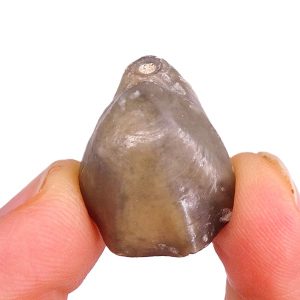 Cerethyris intermedia
