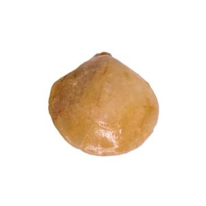 Ornithella bathonica