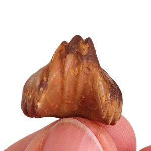 Homoeorhynchia meridionalis