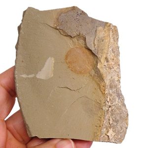 Longtancunella chengjiangensis