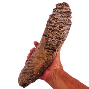 Mammuthus primigenius