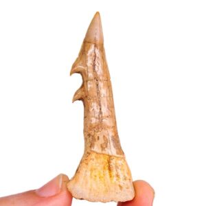 Onchopristis dunklei  VENDIDO
