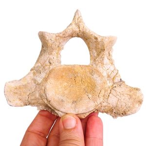 Chrysocetus fouadassii VENDIDO