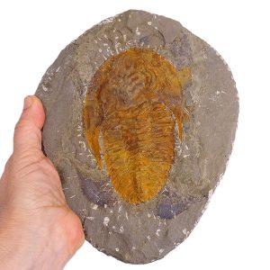 Cambropallas telesto