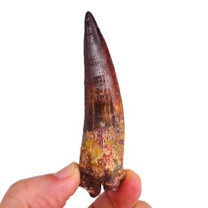Spinosaurus aegyptiacus