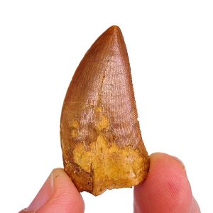 Carcharodontosaurus saharicus