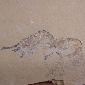 Carpopenaeus callirostris  VENDIDO