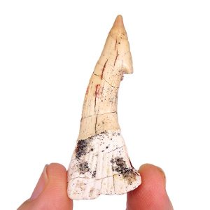 Onchopristis numidus