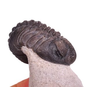 Pedinopariops (Hypsipariops) vagabundus