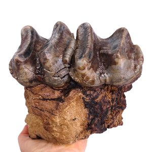 Deinotherium levius