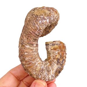 Nostoceras malagasyense
