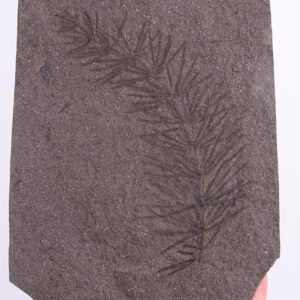 Asterophyllites equisetiformis