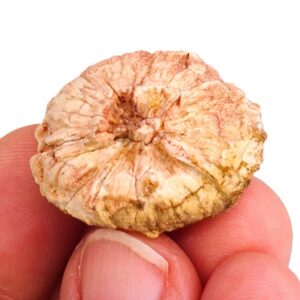 Lignotuber de Araucaria VENDIDO