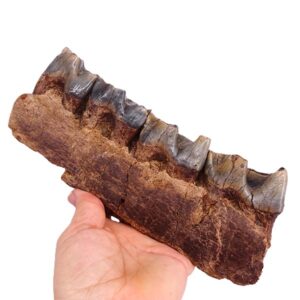 Stephanorhinus kirchbergensis