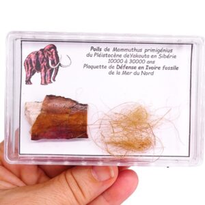 Mammuthus primigenius VENDIDO