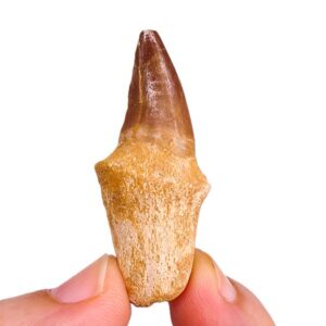Halisaurus arambourgi