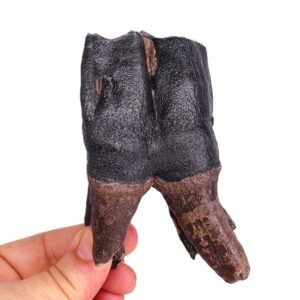 Coelodonta antiquitatis