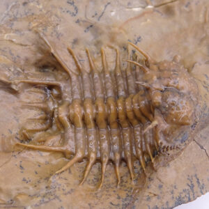 Ceratocephala sp.