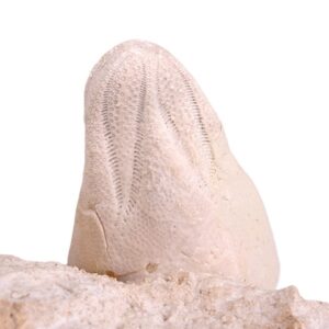Claviaster cornutus