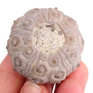 Temnocidaris (Stereocidaris) malum