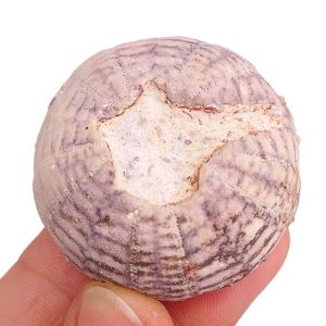 Heterodiadema libycum