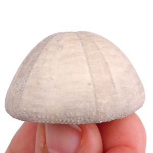 Camerogalerus cylindricus VENDIDO