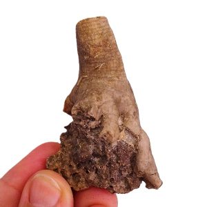 Liliocrinus polydactylus